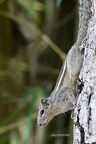 Indisches Palmenhörnchen (Funambulus palmarum)